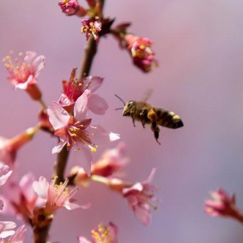 Randolph College is a certified Bee Campus